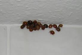 How To Get Rid Of Ladybugs In A House With Lemons Hunker Ladybug House Ladybug Asian Ladybugs