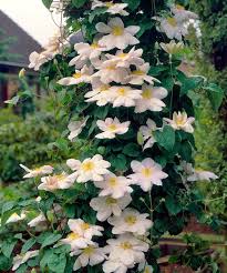 Pin By Mggy On Clematis Clematis Magical Garden Perennial Garden