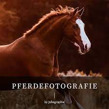 pferdefotografie horsephotography equinphotography pferd horse equine foto picture pferde fotografie pferdefotografie pferd