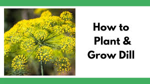 Each plant will grow 12 to 18 wide and about 24 to 48 inches (2 to 4 feet) in dill plants grow well near cabbage or onions. How To Plant And Grow Dill Plus Tips For Dill Pests Problems Together Time Family