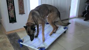 Check spelling or type a new query. How To Prevent A Dog From Chewing On Baseboard Trim Dog Behavior Training Youtube