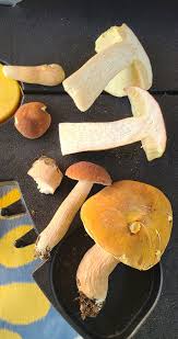 Image result for Xanthoconium sp.