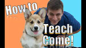 There can be all kinds of reasons your dog doesn't come when called. Come When Called The Fastest Way To Teach Your Dog To Come When Called Anywhere Youtube