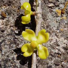 Image result for Garcinia buchneri