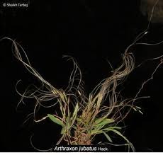 Image result for Arthraxon lancifolius