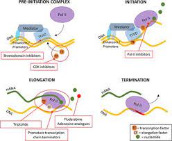 Maybe you would like to learn more about one of these? Frontiers Transcription And Translation Inhibitors In Cancer Treatment Chemistry