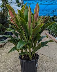 Image result for Cordyline
