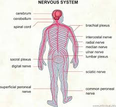 The nervous system that includes nerves coming off the brain a… part of the brain that regulates reasoning, analysis, daydream… Nervous System 2nd Period Group 7 Tennis