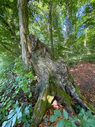 Holzstapel sind eine einfache und durchaus ästhetische methode um größere mengen totholz im garten zu arrangieren. Das Totholz Ist Voller Leben Biogartner