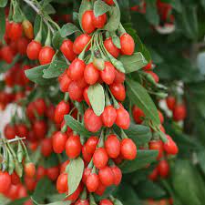 Lifeberry Goji Berry Assortment From Stark Bro S Berry Plants Growing Goji Berries Goji Berries