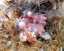 Check spelling or type a new query. Newborn Sparrow Baby Bird Newborn Baby