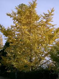 Images shown are of mature plants. Ginkgo Trees For Sale Online Choose Your Ginko Plant Now