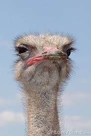 Bird With Crazy Hair Meme Ostrich Suspicious Animals Beautiful Ostriches Pet Birds