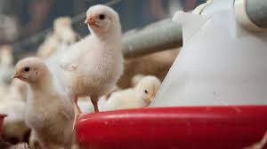 Sie können zur behandlung bei bakteriellen infektionen eingesetzt werden. Probleme Bei Geflugel Antibiotika Einsatz Im Stall Sinkt Zdfheute