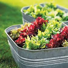 Growing Vegetables In Containers Growing Vegetables In Containers Garden Containers Container Gardening