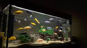 For filter media and cartridges, rinse these using the water that you take out from the tank during the. An Overview Of Mechanical Aquarium Filtration