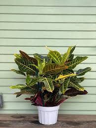 Image result for Croton kilwae