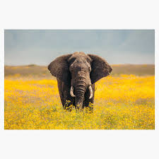 Image result for Aspilia africana