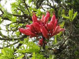 Image result for Schotia afra