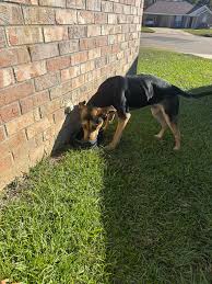 Rankin County, MS Lost and Found Pets ONLY