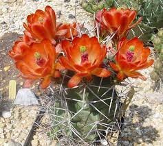 Cultural leaflets are published by the african violet society of america inc., p o. National Capital Cactus And Succulent Society Gallery Page Cacti And Succulents Cactus Succulents