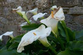 Flowers Lover August 2019