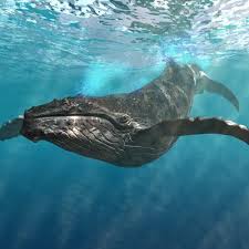 Lightwave Humpback Whale Whale Humpback Whale Fun Facts About Animals