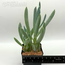 Image result for Senecio striatifolius