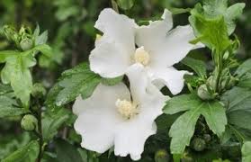 Image result for Hibiscus syriacus Violet Clair Double