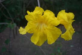 Image result for Aeollanthus homblei