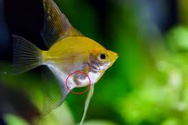This close up video shows. How To Tell If Your Angelfish Is Pregnant Within 5 Minutes Pet Fish Online
