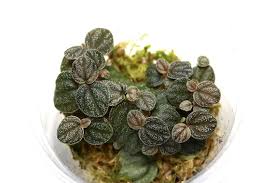 Image result for Peponium sp. A