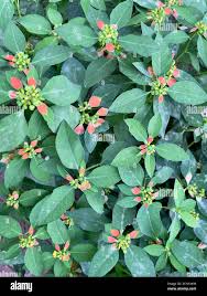 Image result for Euphorbia heterophylla