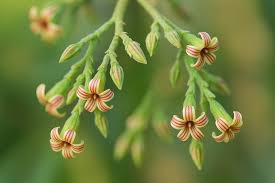 Image result for Anacardium occidentale
