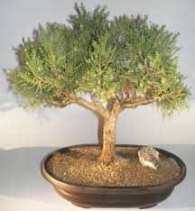 When we think of a traditional bonsai and what it. Juniper Bonsai Tree Juniperus Chinensis Parsonii