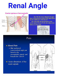 Renal Angle B W 12th Rib Erector Spinae Anatomy Medical Studies Icu Nursing