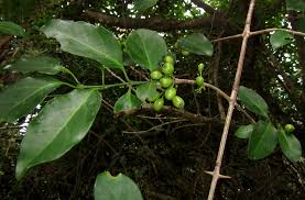 Image result for Canthium inerme