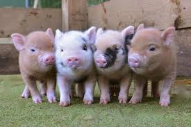 Pin By Francis Michiels On Mini Varkens Micro Pigs Mini Pigs Micro Pigs Pet Pigs
