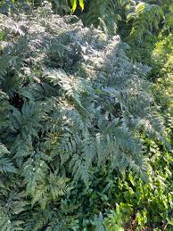 Image result for Rumohra adiantiformis