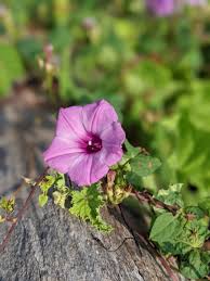 Image result for Ipomoea involucrata