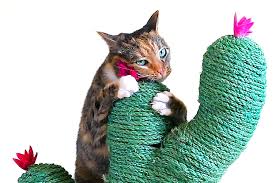 Sur coco , discutez en live sur le premier site de chat gratuit de france avec des milliers de connectés. This Cactus Post Gives Your Cat A Stylish Place To Scratch