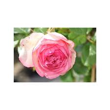 It was named 'pierre de ronsard', after the french renaissance poet pierre de ronsard in reference to his famous ode that begins: Nte De Rosier Grimpant Rose Pierre De Ronsard