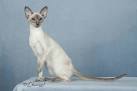 Siamese Breeders - breedlist