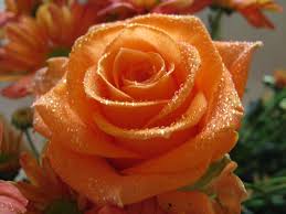 Check spelling or type a new query. Orange Flowers Wallpapers Wallpaper Cave