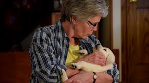 These beautiful dogs can be anything from a hunting companion, a show dog, or merely your couch potato buddy. Whispering Pines Labradors V2 0 Youtube