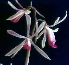 Image result for Nervilia sp.no.4