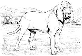 Make your activity more vivid with this realistic dog coloring pages for adults. Animal Printable Realistic Dog Coloring Pages Coloring Tone Coloring Home