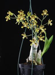 Image result for Graphorkis