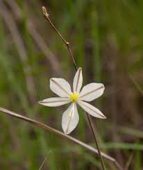 Image result for Chlorophytum galpinii