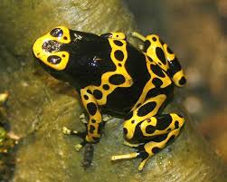 Black And Yellow Dart Frog Beautiful Yellow Wild Now Rainforest Frog Frog Dart Frog